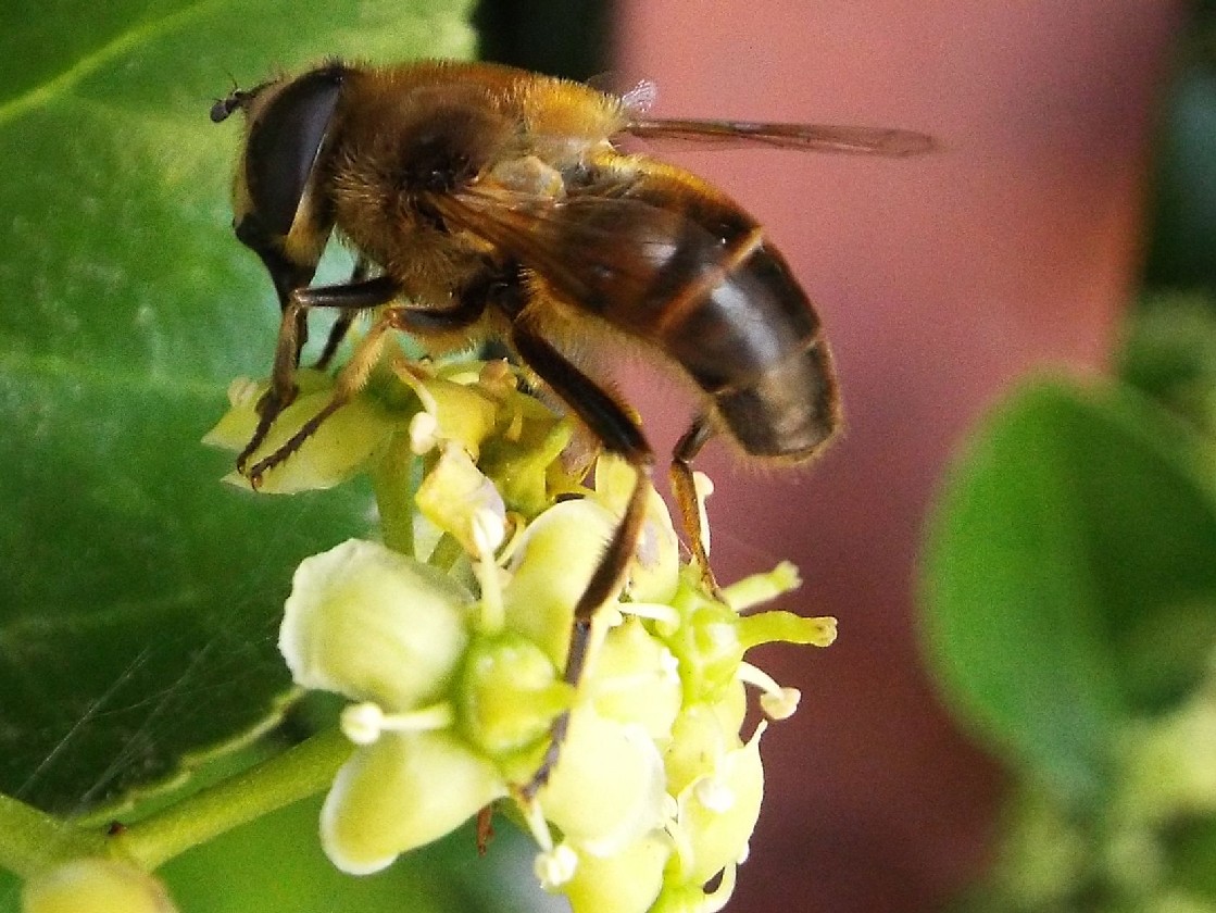 Syrphidae: Eristalis tenax, maschio